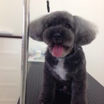 プードル　エス君２６７